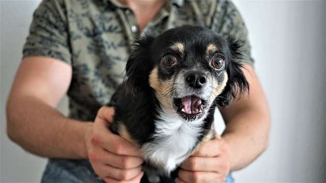 Chihuahua with Owner