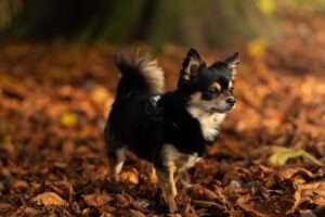 Chihuahua walking in a Jungle.