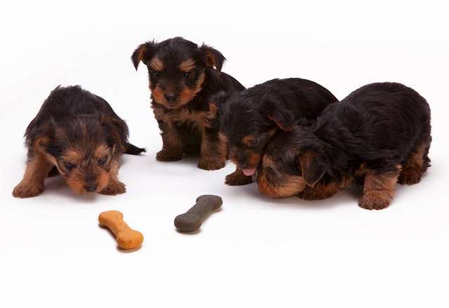 Puppies with Biscuits