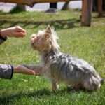 Dog-Talking Buttons Training.