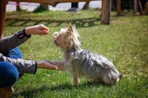 Dog-Talking Buttons Training.