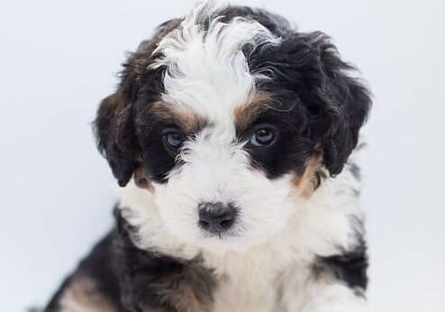 Golden Mountain Doodle Puppy