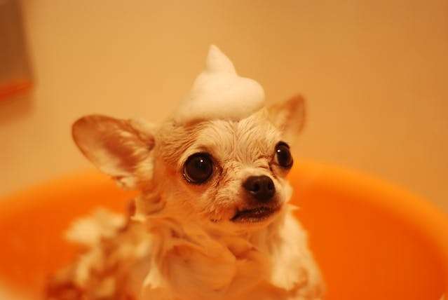 Grooming(Bathing) Long-haired Chihuahua