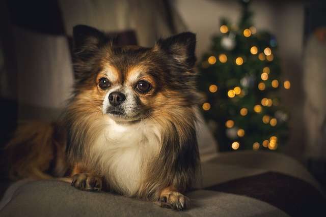 Long-haired Chihuahua