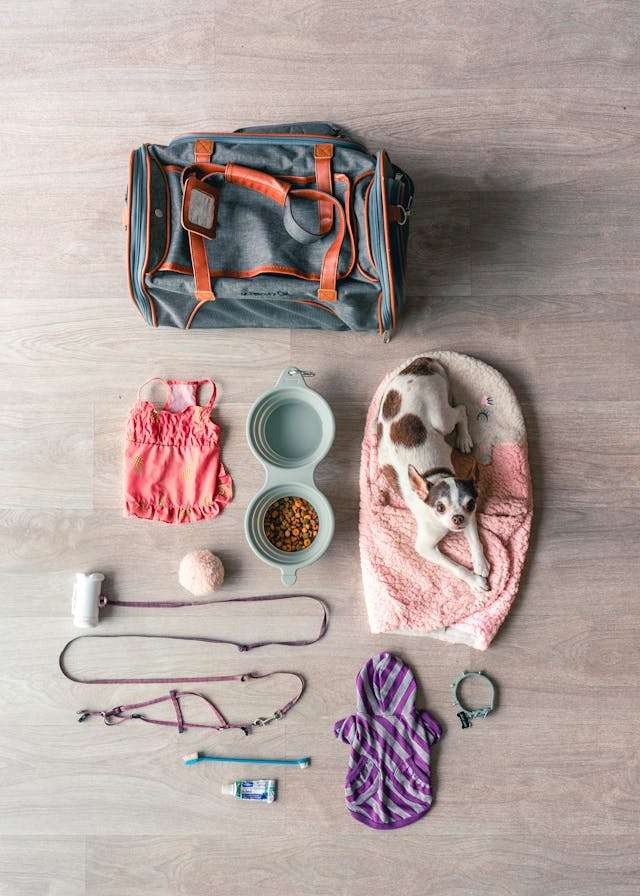 Long haired chihuahuas sitting on clothes