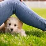 Puppy With Owner.