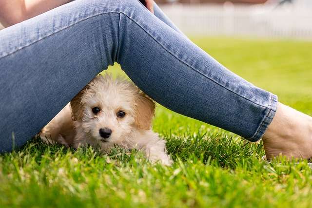 Puppy With Owner.