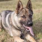 Shiloh Shepherd Dog