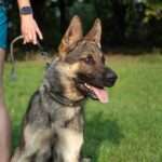 Shiloh Shepherd Dog