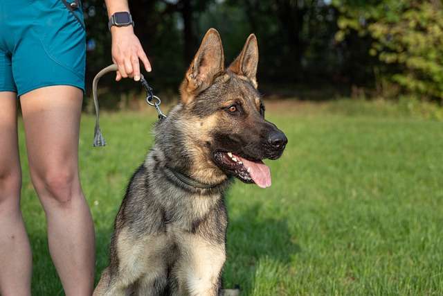 Shiloh Shepherd Dog