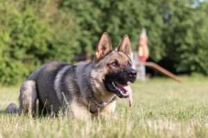 Shiloh Shepherd Dog