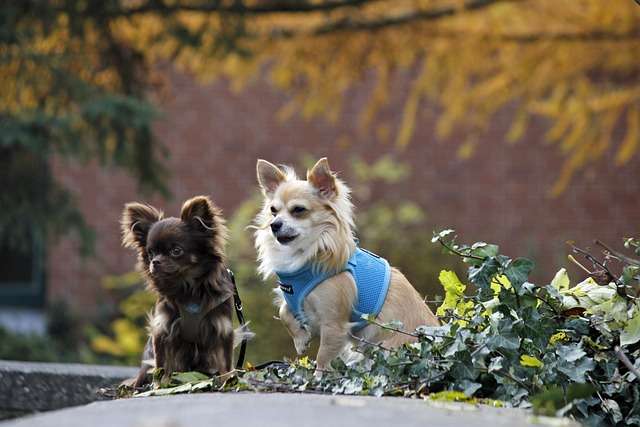 Two Chihuahuas