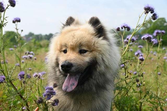 Dog in forest