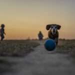 Puppies in dog parks