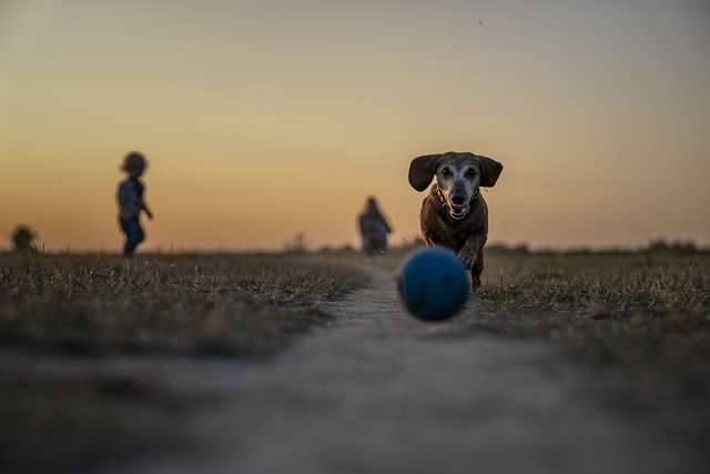 Puppies in dog parks