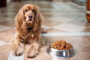 Positive Reinforcement for English Cocker Spaniel