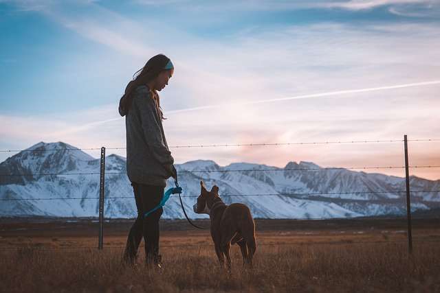 Dog with Owner